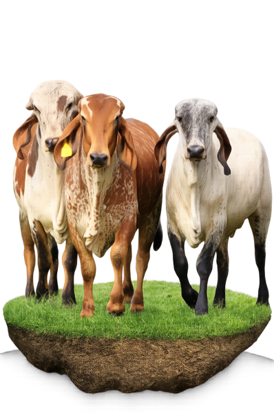 Three healthy cows on a patch of grass