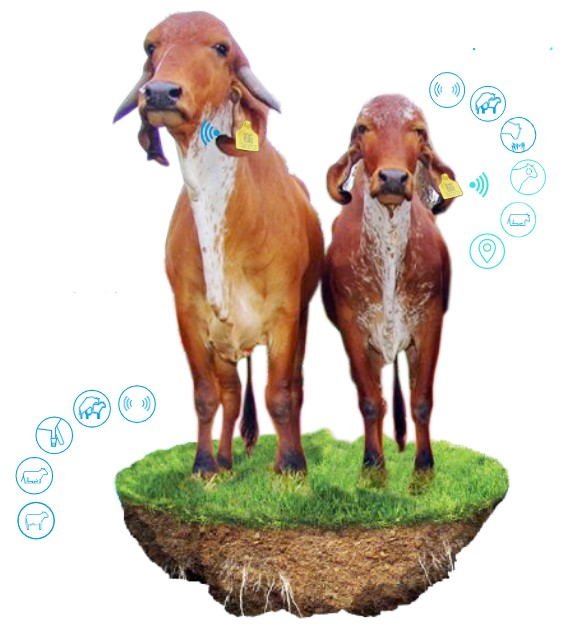 Cows on a patch of grass